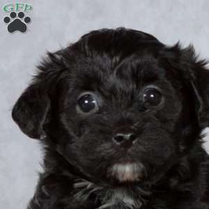 Donald, Yorkie Poo Puppy